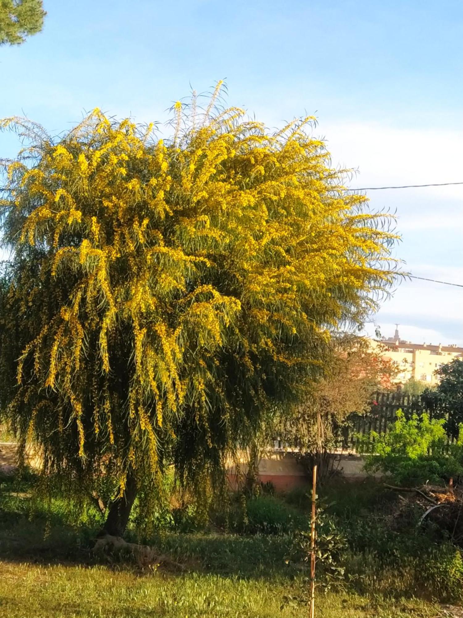 La Toscana 무르시아 외부 사진